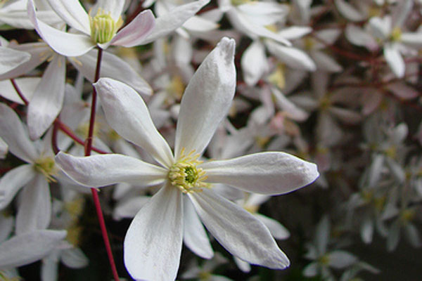 Apple Blossom Evergreen Clematis